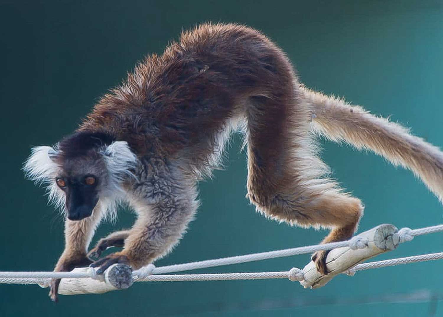 Wildlife – photograph by Chris Jullings