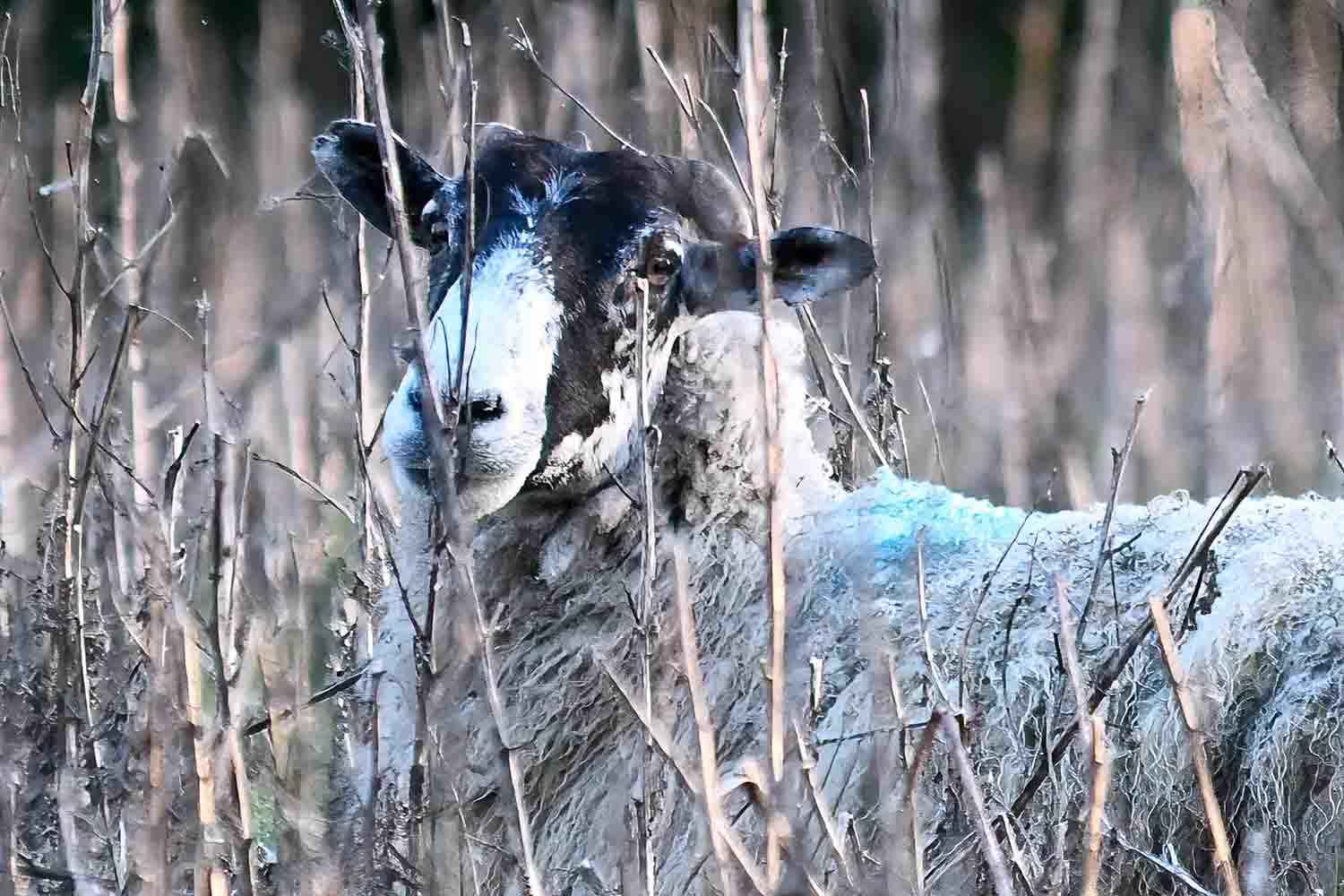 Wildlife – photograph by Chris Jullings