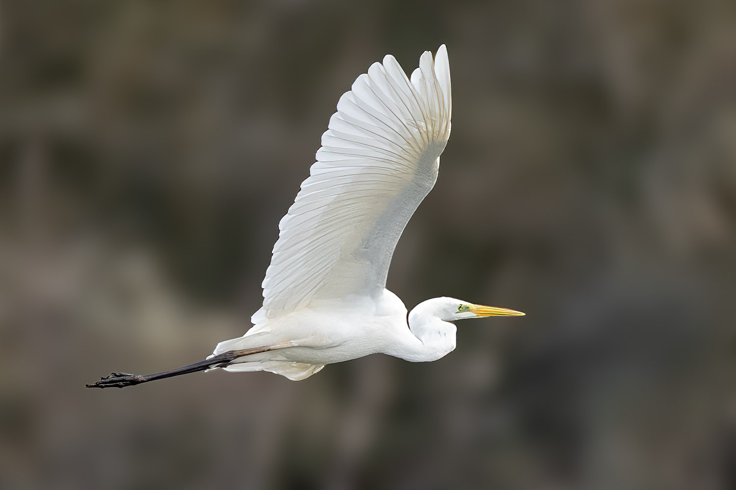 Wildlife – photograph by Chris Jullings