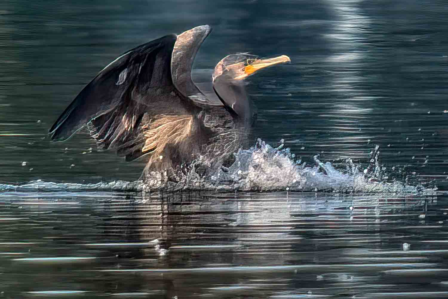 Wildlife – photograph by Chris Jullings