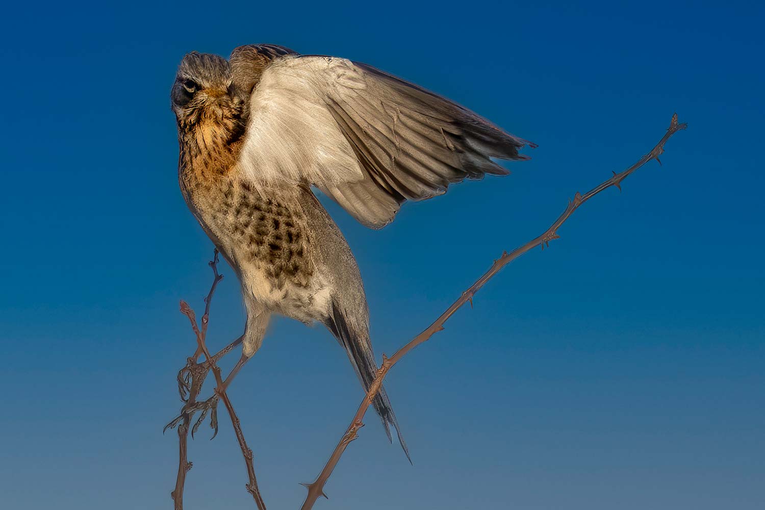 Wildlife – photograph by Chris Jullings
