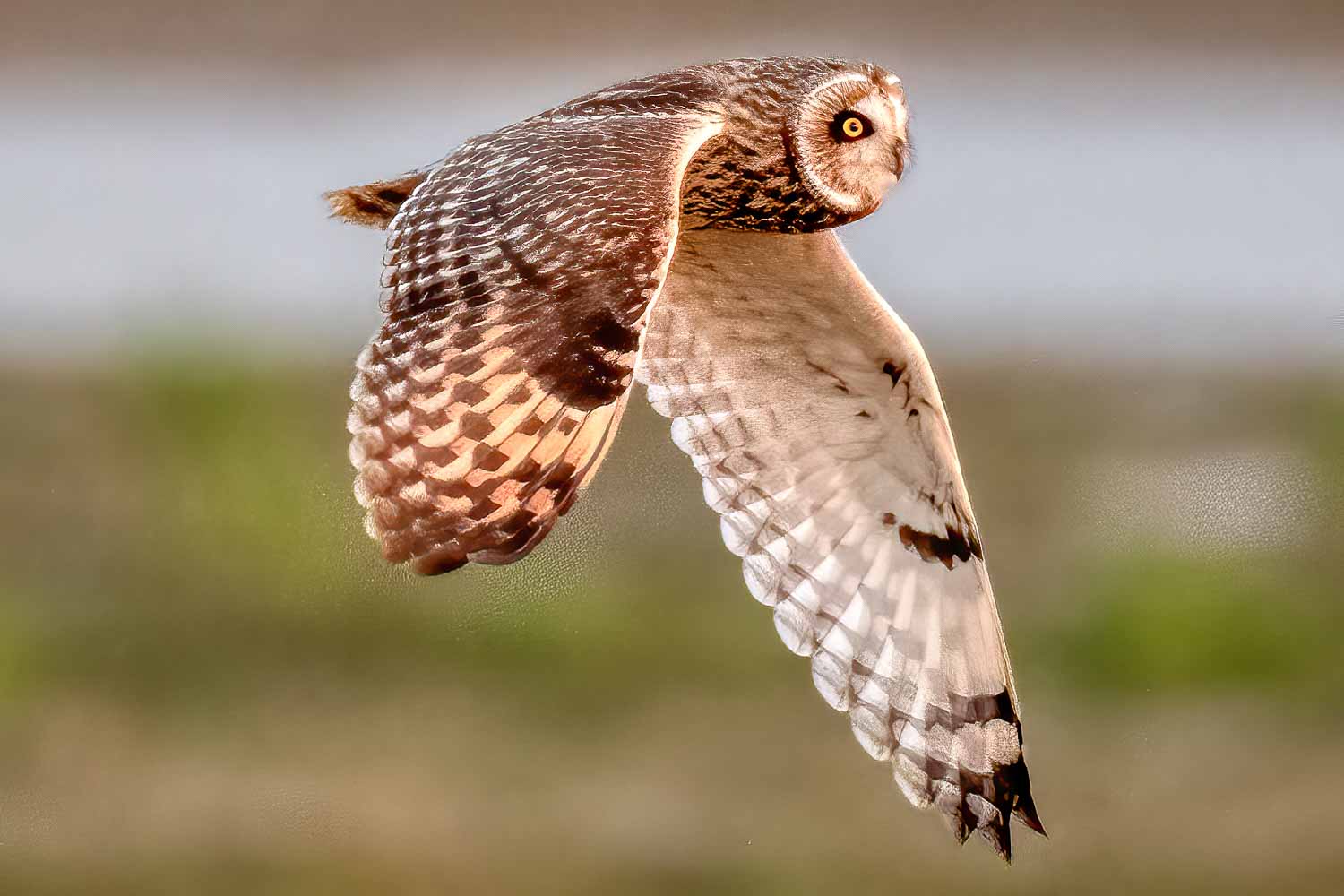 Wildlife – photograph by Chris Jullings
