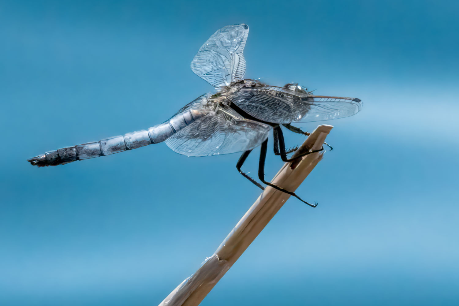Wildlife – photograph by Chris Jullings