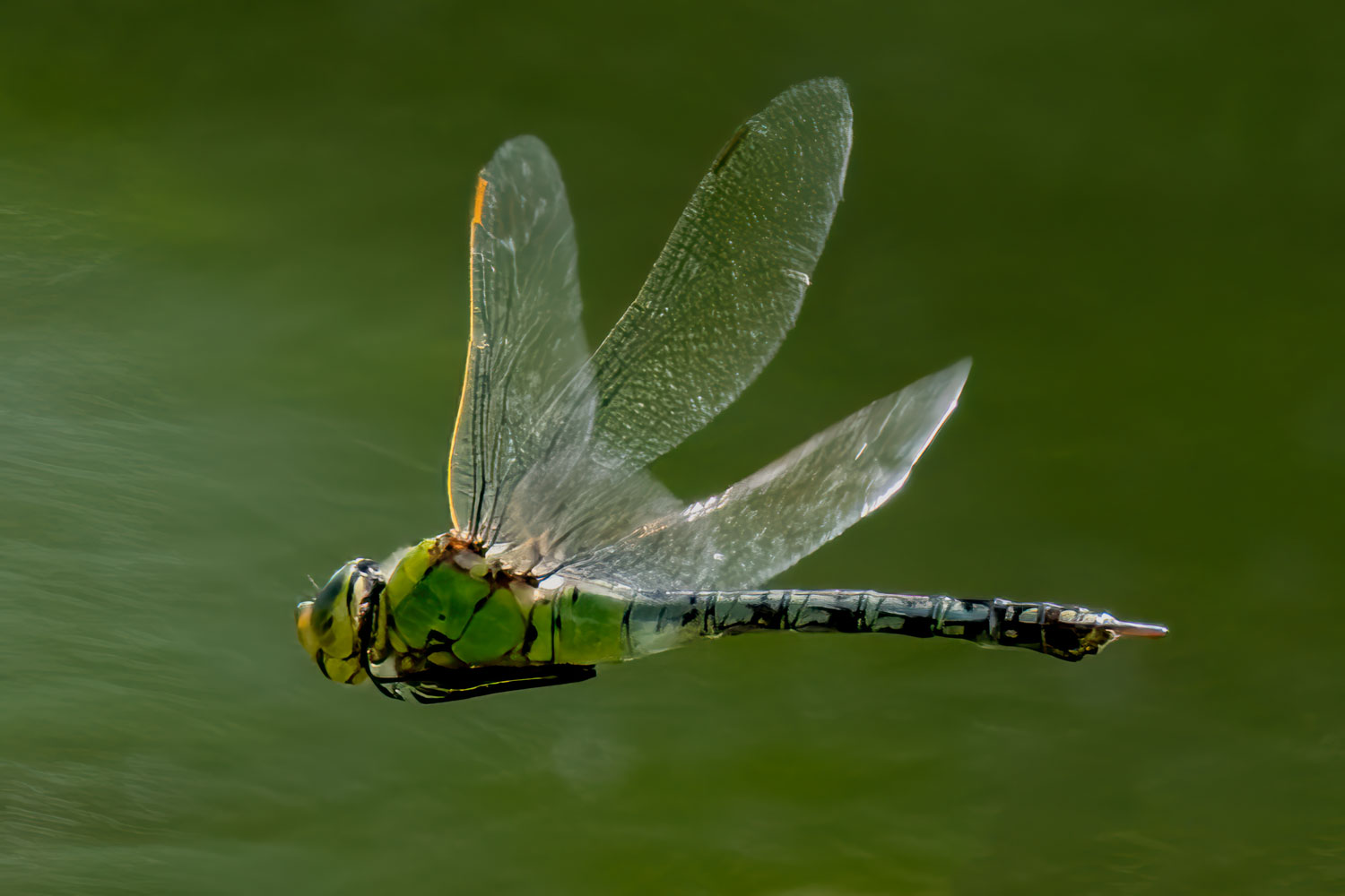 Wildlife – photograph by Chris Jullings