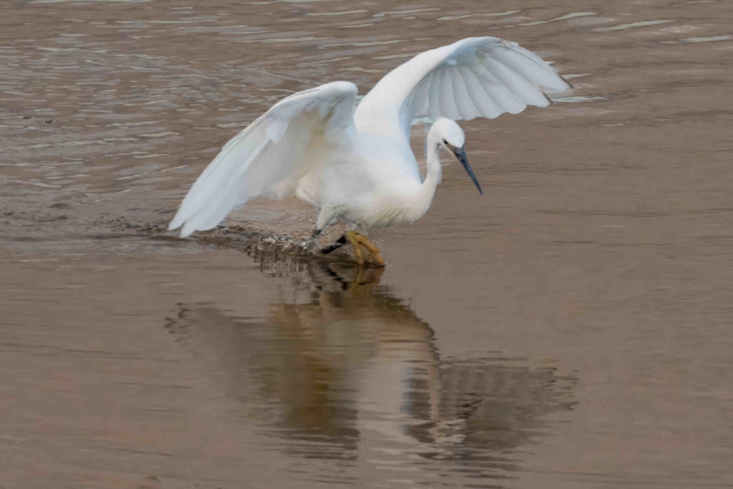 Wildlife – photograph by Chris Jullings
