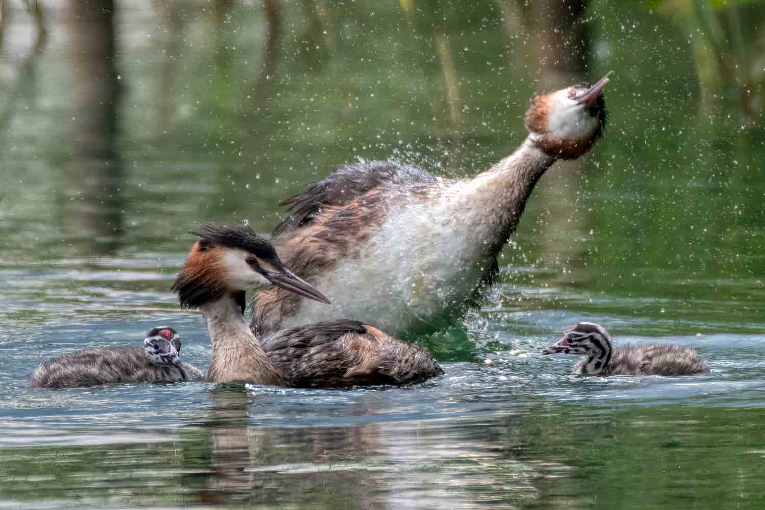 Wildlife – photograph by Chris Jullings