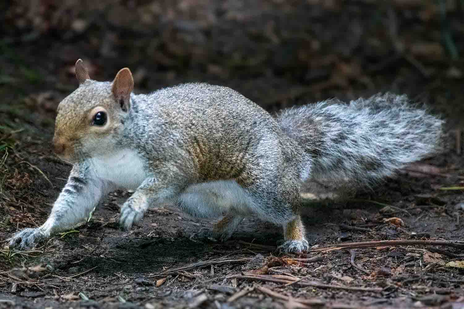 Wildlife – photograph by Chris Jullings