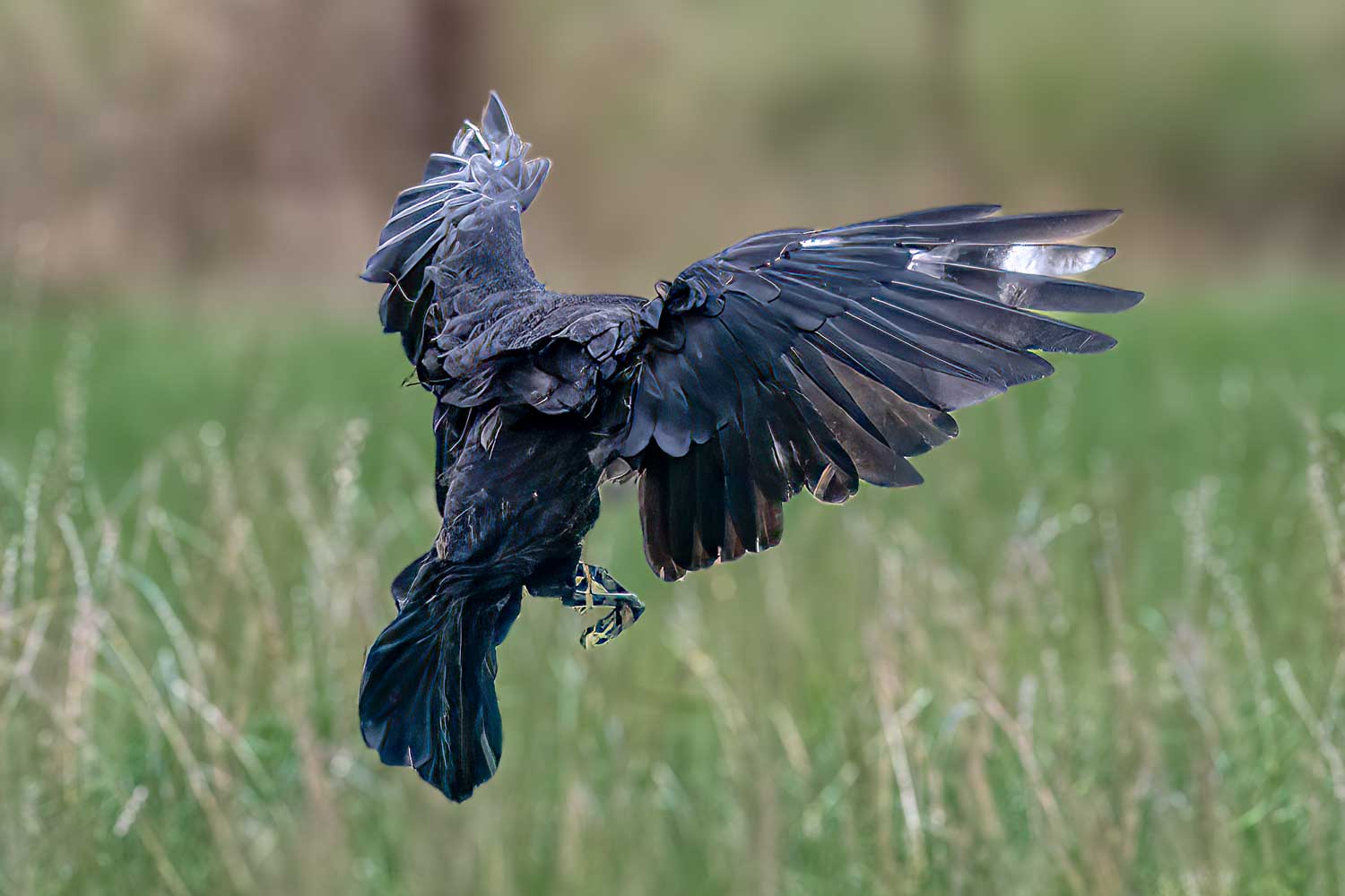 Wildlife – photograph by Chris Jullings