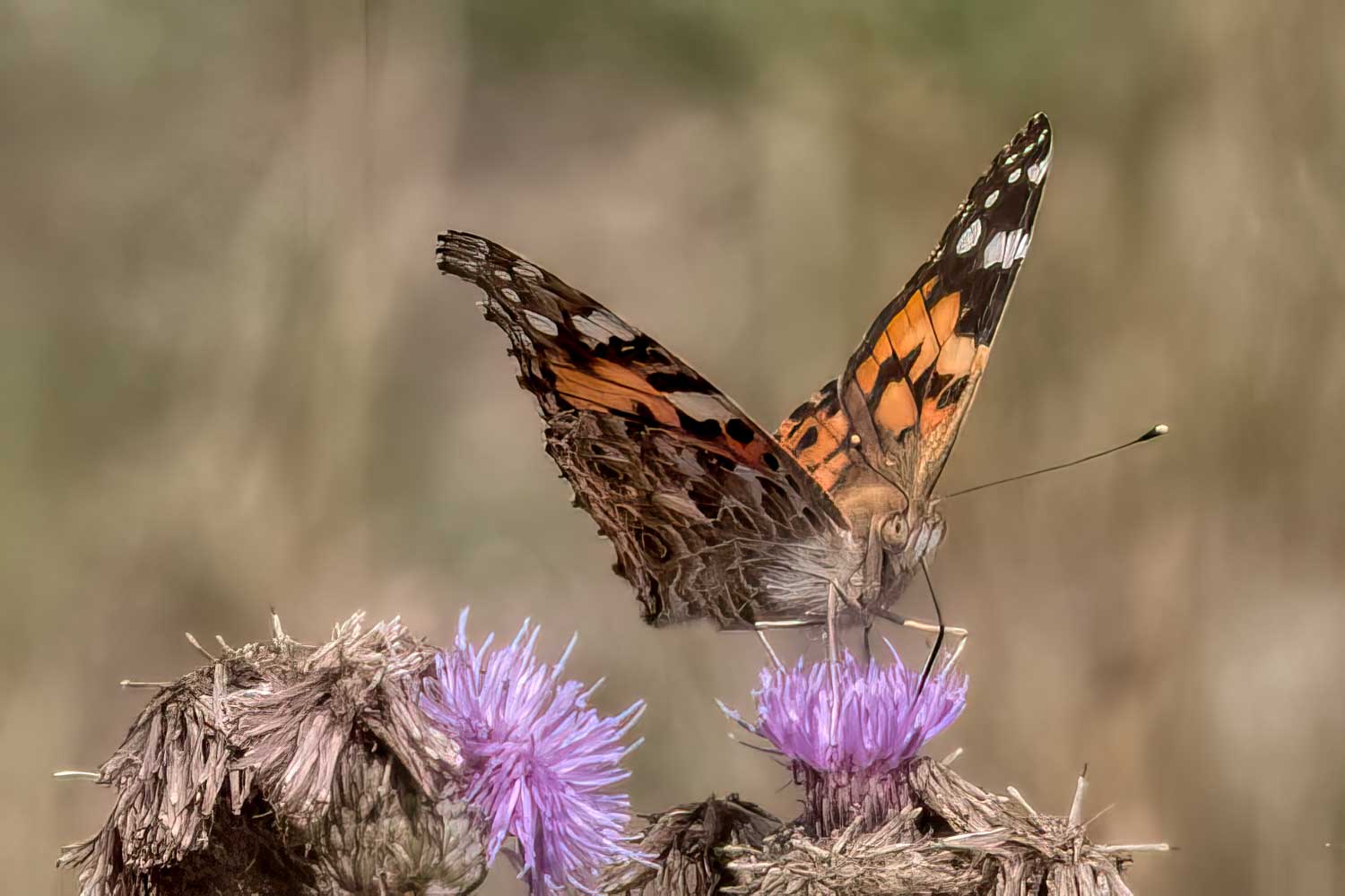 Wildlife – photograph by Chris Jullings