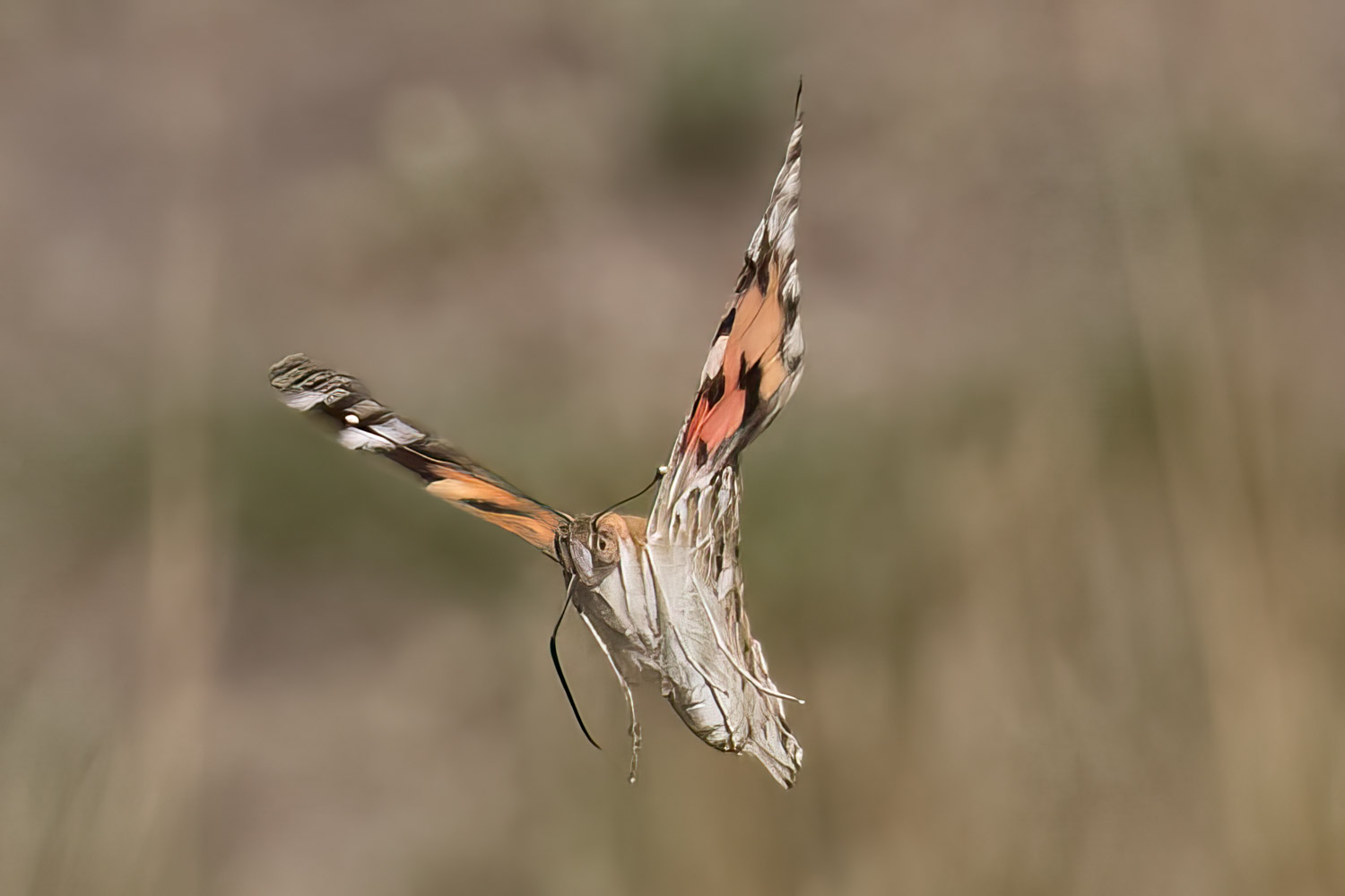 Wildlife – photograph by Chris Jullings