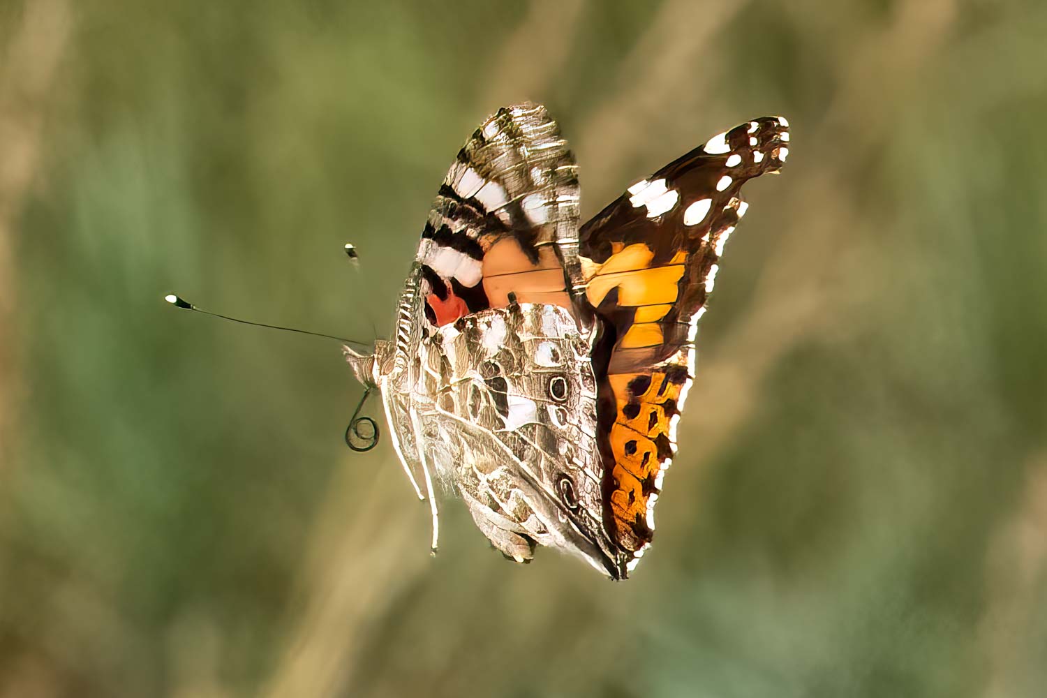 Wildlife – photograph by Chris Jullings