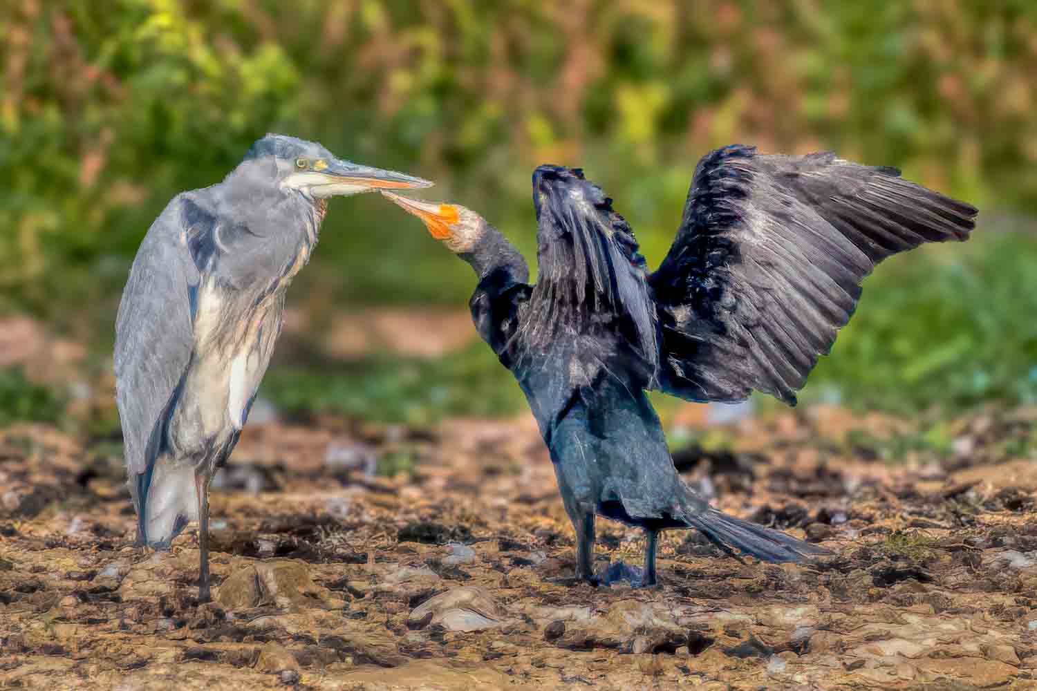 Wildlife – photograph by Chris Jullings
