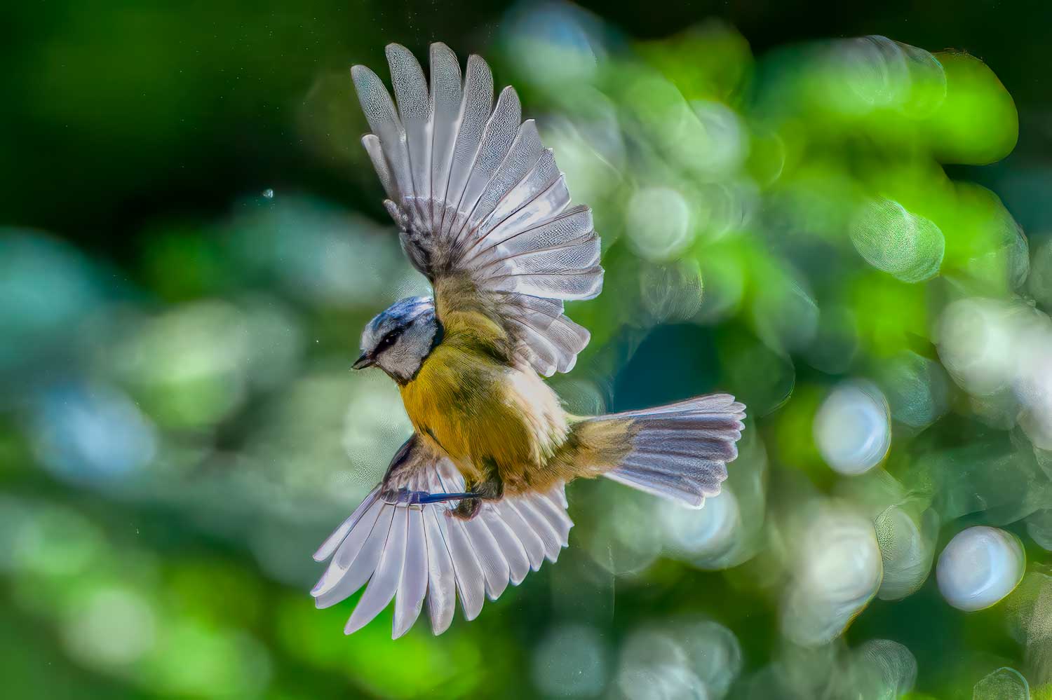 Wildlife – photograph by Chris Jullings