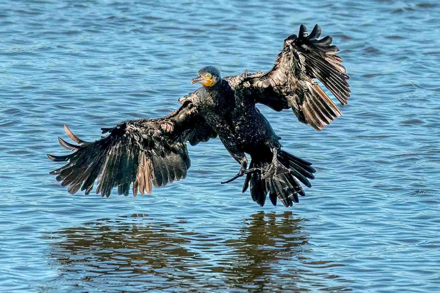 Wildlife – photograph by Chris Jullings