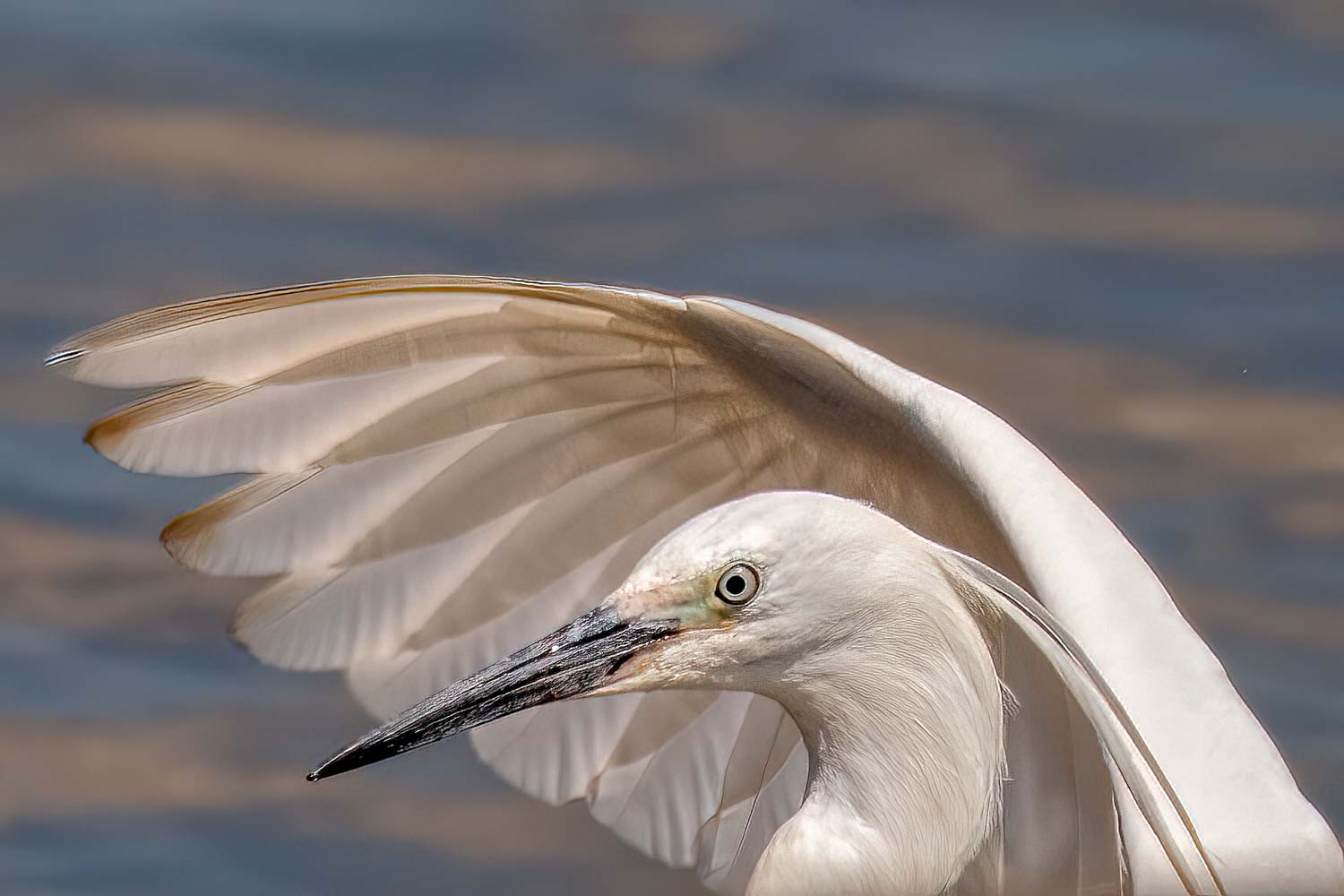 Wildlife – photograph by Chris Jullings