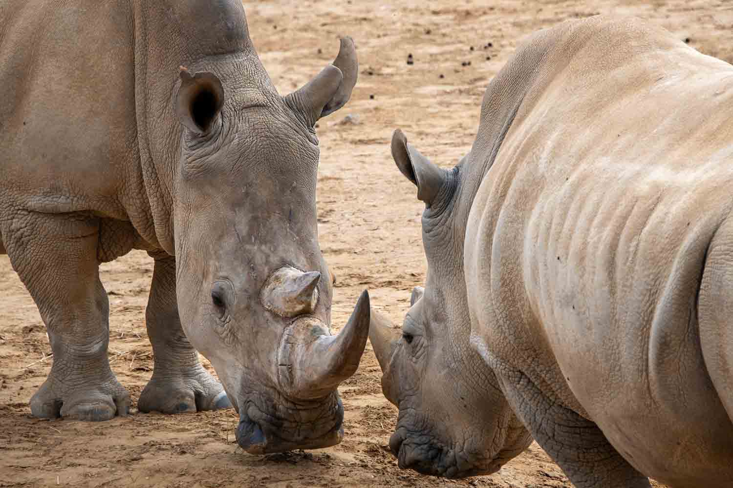 Wildlife – photograph by Chris Jullings
