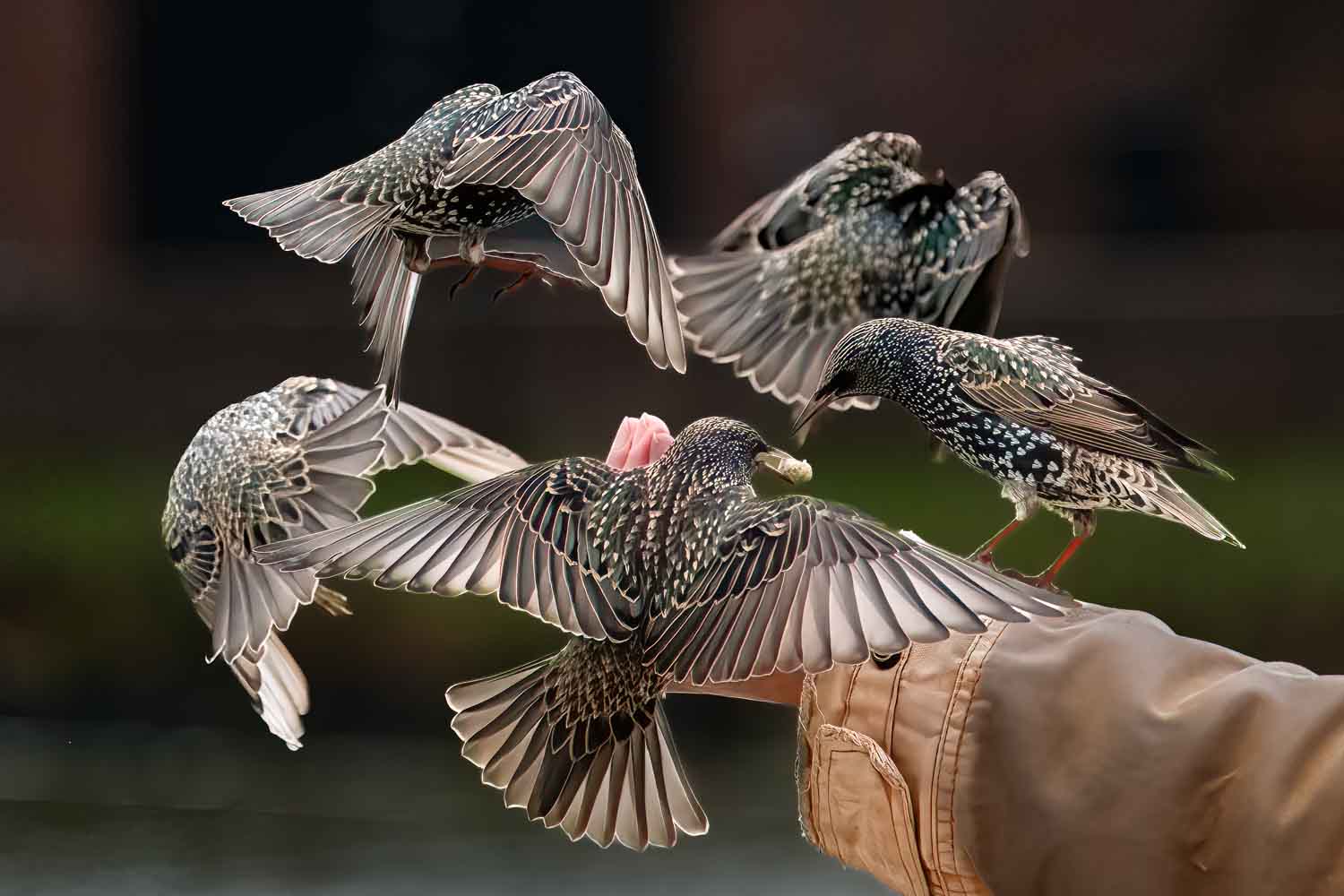 Wildlife – photograph by Chris Jullings