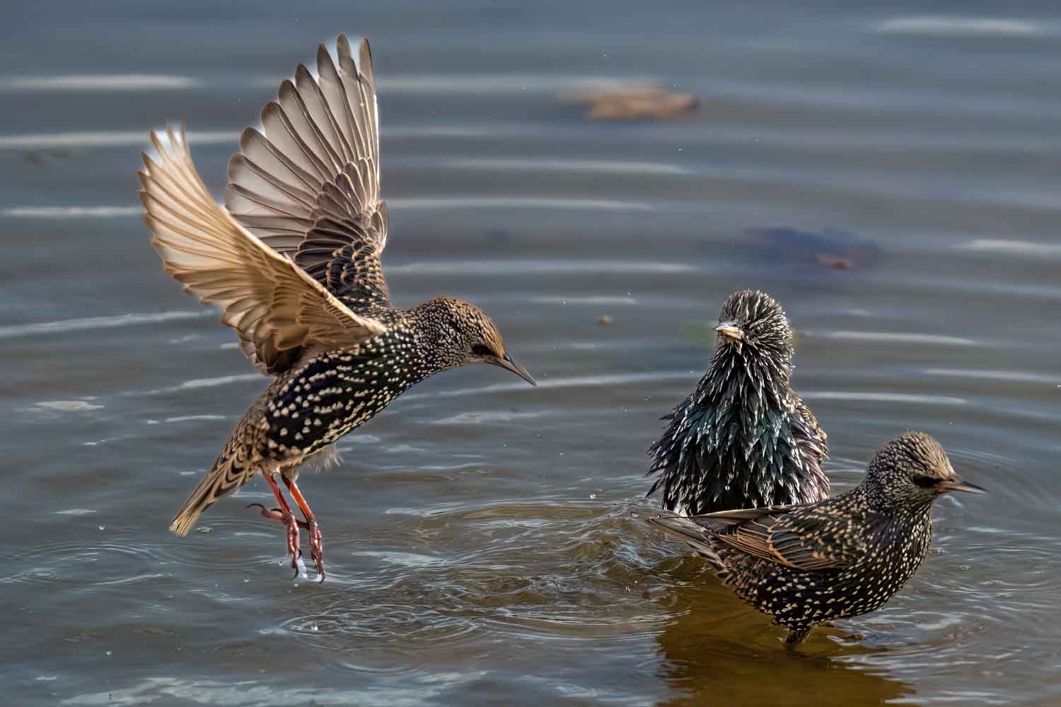Wildlife – photograph by Chris Jullings