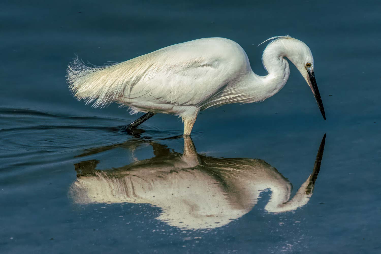 Wildlife – photograph by Chris Jullings