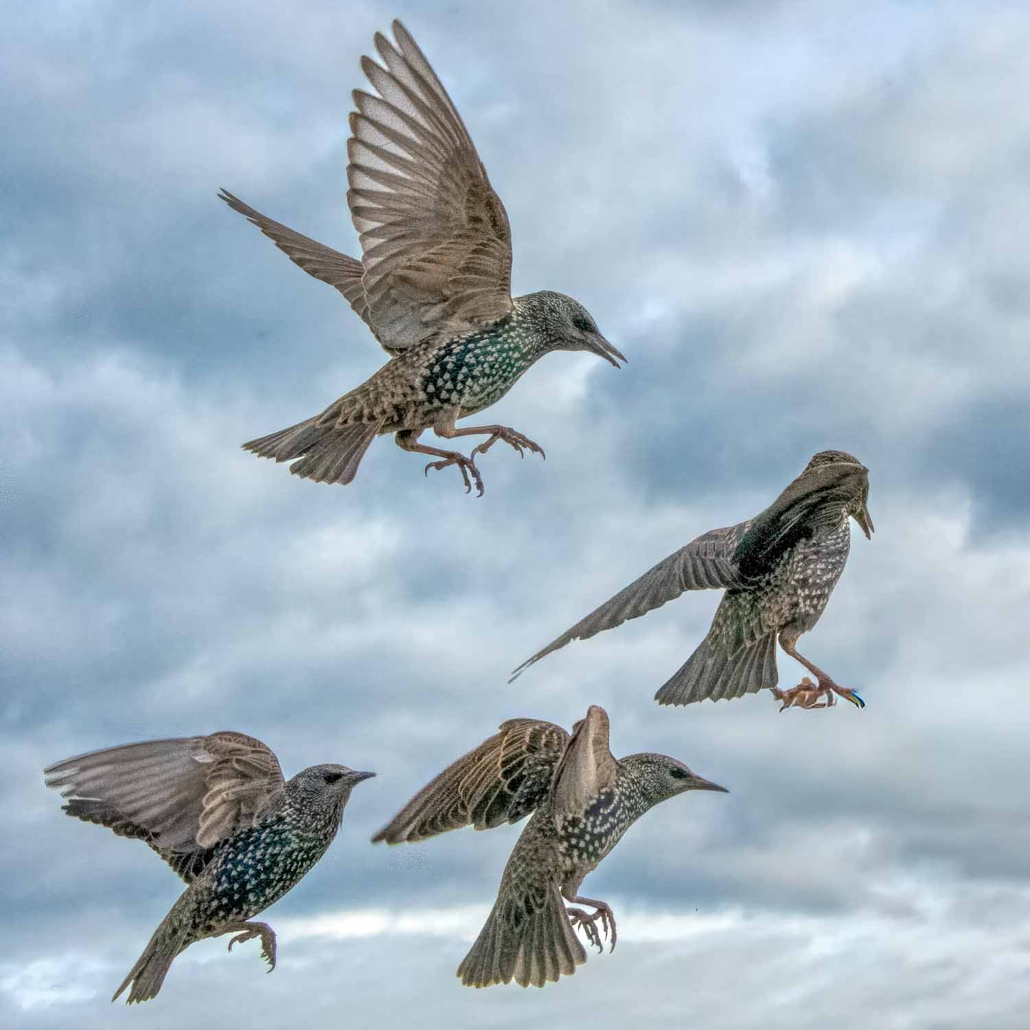 Wildlife – photograph by Chris Jullings
