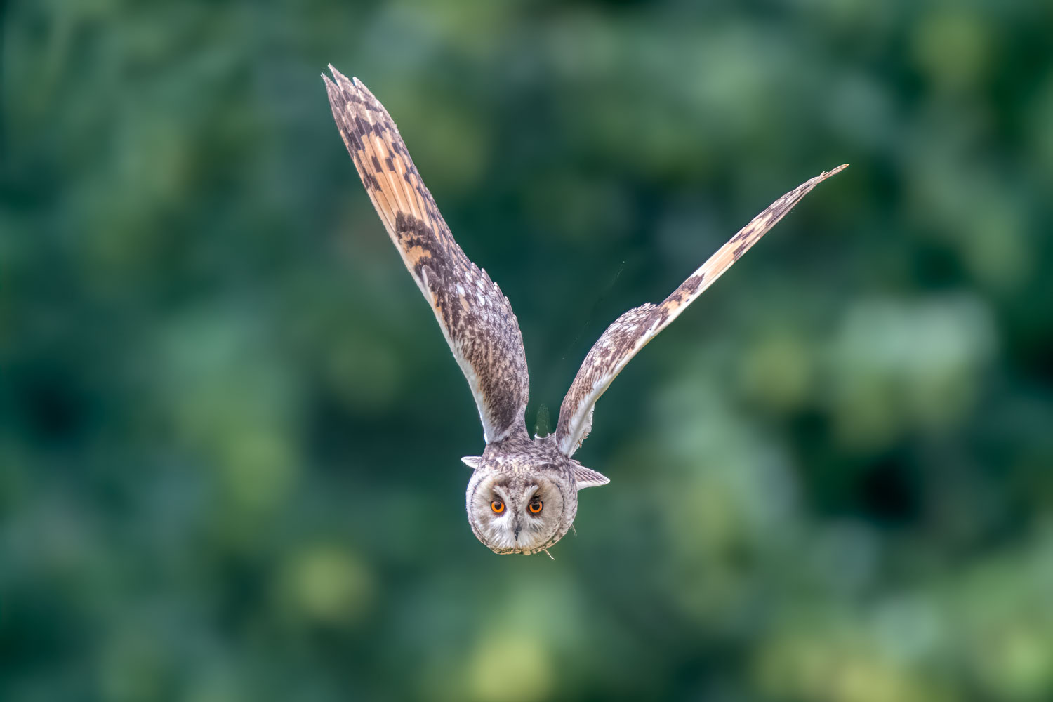 Wildlife – photograph by Chris Jullings