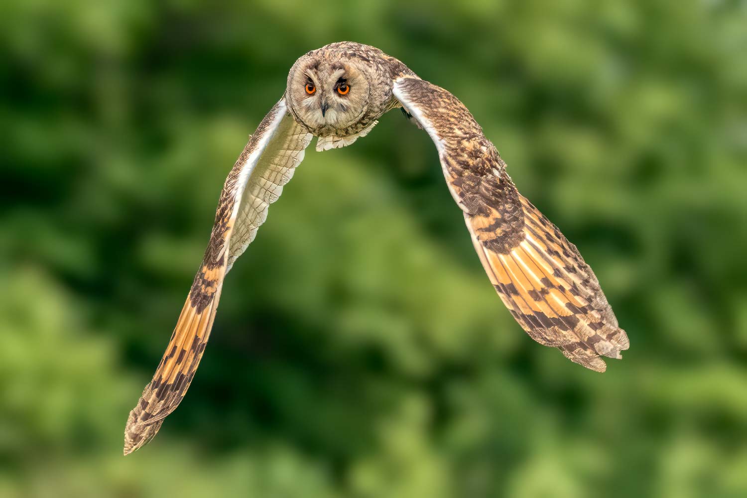 Wildlife – photograph by Chris Jullings