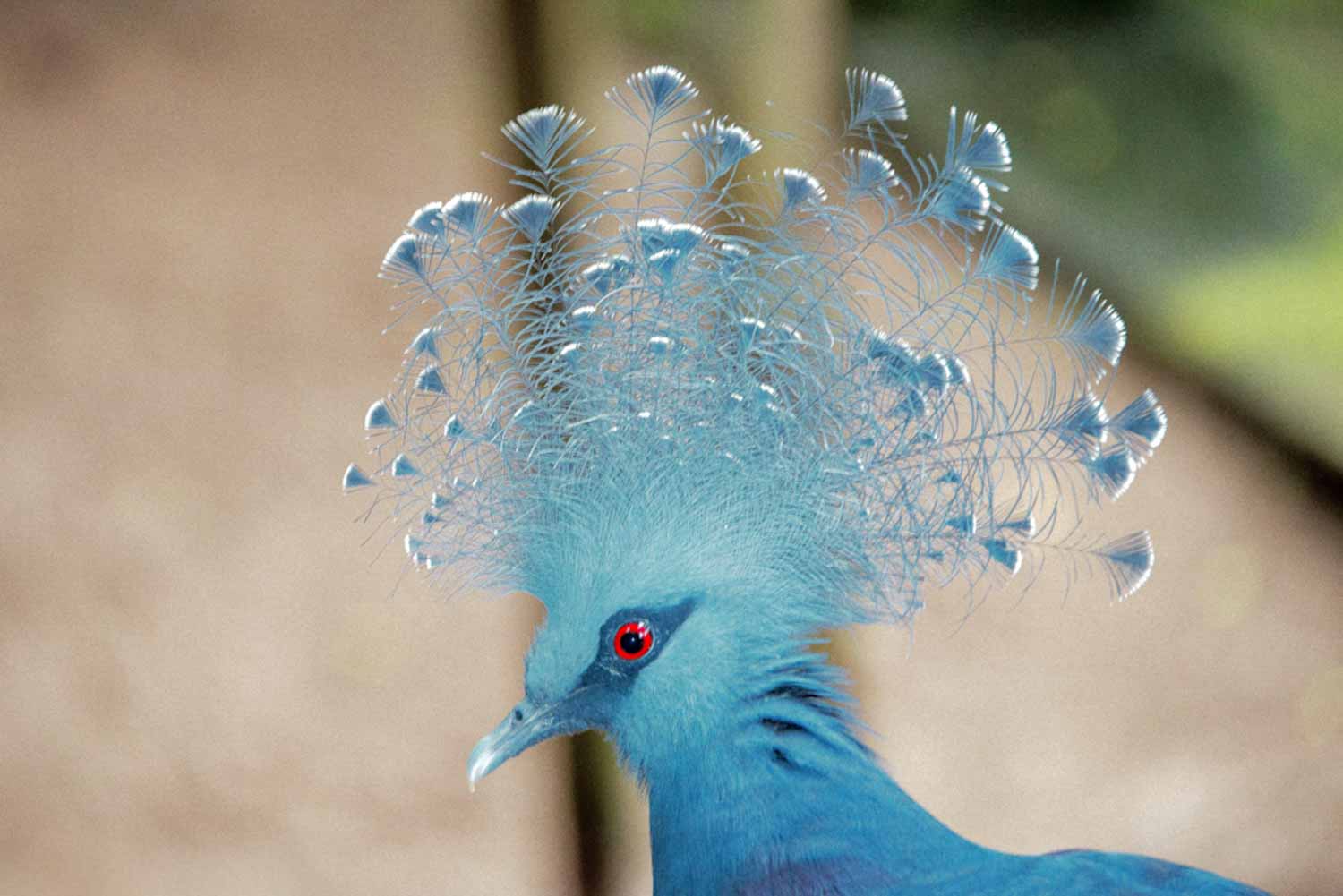 Wildlife – photograph by Chris Jullings