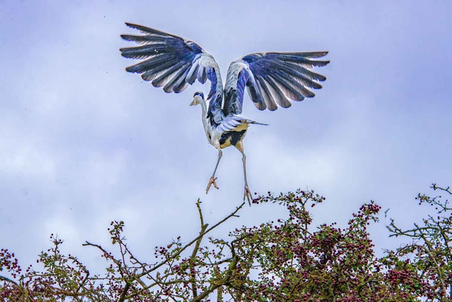 Wildlife – photograph by Chris Jullings